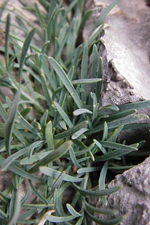 Reseda glauca \ Pyrenen-Resede / Hardy Mignonette, E Picos de Europa, Fuente De 14.8.2012