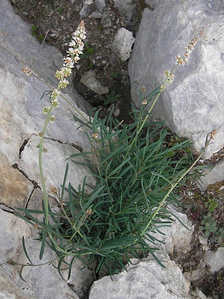 Reseda glauca \ Pyrenen-Resede / Hardy Mignonette, E Picos de Europa, Fuente De 14.8.2012