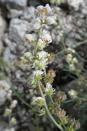 Reseda glauca \ Pyrenen-Resede / Hardy Mignonette, E Pyrenäen/Pyrenees, Caldes de Boi 16.8.2006