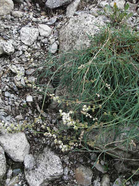 Reseda glauca \ Pyrenen-Resede / Hardy Mignonette, E Pyrenäen/Pyrenees, Caldes de Boi 16.8.2006