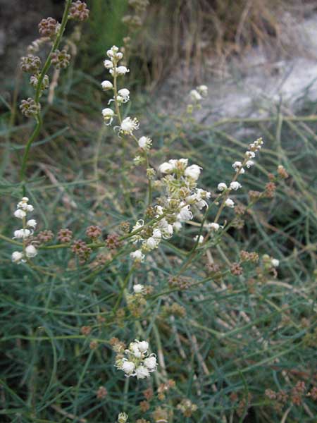 Reseda glauca \ Pyrenen-Resede / Hardy Mignonette, E Pyrenäen/Pyrenees, Caldes de Boi 16.8.2006