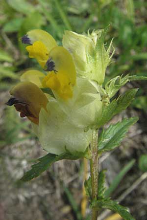 Rhinanthus pumilus \ Niedriger Klappertopf / Dwarf Yellow-Rattle, E Pyren&auml;en/Pyrenees, Caldes de Boi 16.8.2006