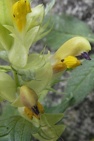 Rhinanthus pumilus \ Niedriger Klappertopf / Dwarf Yellow-Rattle, E Pyren&auml;en/Pyrenees, Caldes de Boi 16.8.2006