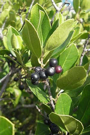 Rhamnus alaternus \ Stechpalmen-Kreuzdorn, Immergr�ner Kreuzdorn / Italian Buckthorn, Evergreen Buckthorn, E Zumaia 16.8.2011