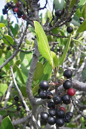 Rhamnus alaternus \ Stechpalmen-Kreuzdorn, Immergr�ner Kreuzdorn / Italian Buckthorn, Evergreen Buckthorn, E Zumaia 16.8.2011