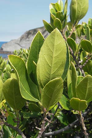 Rhamnus alaternus \ Stechpalmen-Kreuzdorn, Immergr�ner Kreuzdorn / Italian Buckthorn, Evergreen Buckthorn, E Zumaia 16.8.2011