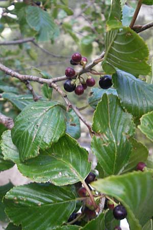 Rhamnus alpina \ Alpen-Kreuzdorn / Alpine Buckthorn, E Pyrenäen/Pyrenees, Ordesa 23.8.2011