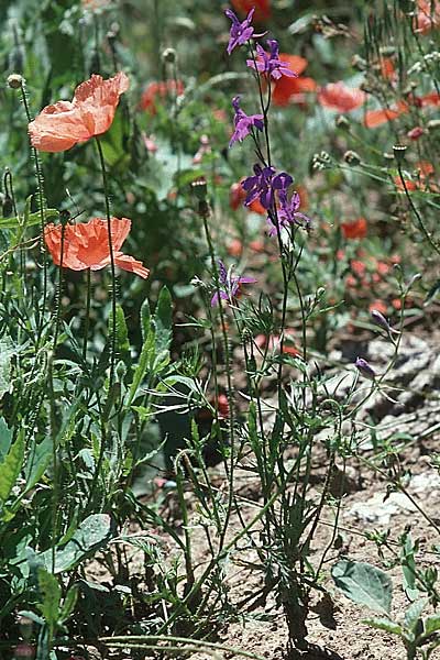Delphinium ajacis \ Garten-Rittersporn / Larkspur, E Prov.  Teruel 20.6.2003