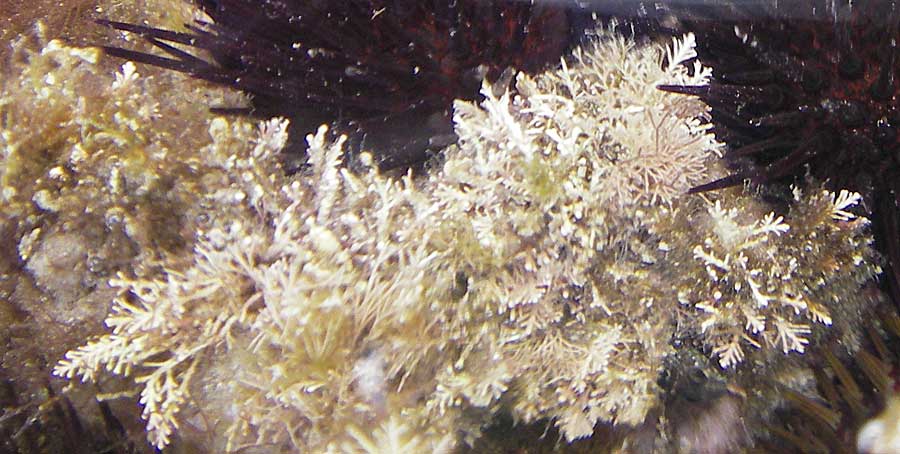 Corallina officinalis \ Derbes Korallenmoos / Red Seaweed, E Zumaia 16.8.2011