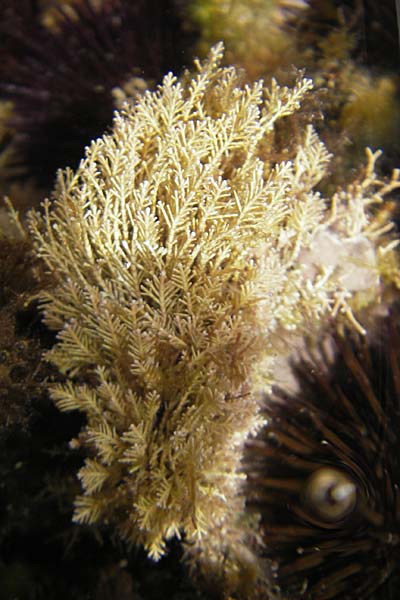 Corallina officinalis \ Derbes Korallenmoos / Red Seaweed, E Zumaia 16.8.2011