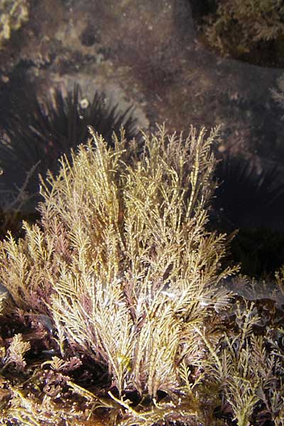 Corallina officinalis \ Derbes Korallenmoos / Red Seaweed, E Zumaia 16.8.2011