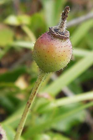 Rosa spec6 ? \ Rose / Rose, E Lekeitio 6.8.2012