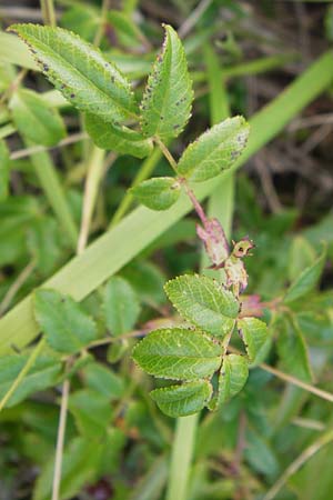 Rosa spec6 ? \ Rose / Rose, E Lekeitio 6.8.2012