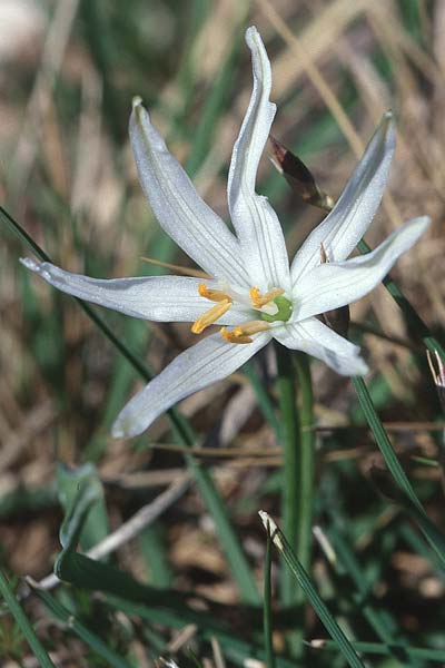 Ornithogalum exscapum \ Schaftloser Milchstern / White Star of Bethlehem, E La Rioja,  Ezcaray 23.5.2003