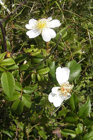 Rosa spec4 ? \ Rose / Rose, E Zumaia 16.8.2011