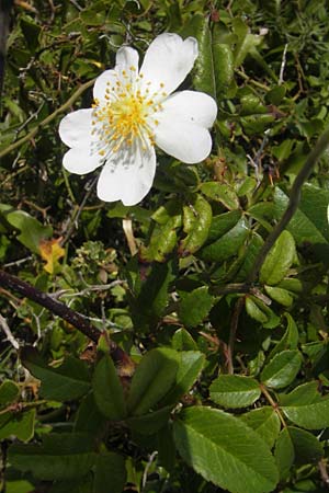 Rosa spec4 ? \ Rose / Rose, E Zumaia 16.8.2011
