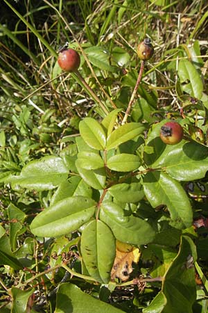 Rosa spec4 ? \ Rose / Rose, E Zumaia 16.8.2011