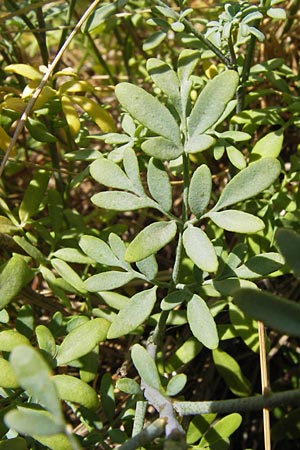 Ruta chalepensis \ Gefranste Raute, Aleppo-Raute / Egyptian Rue, E Lekeitio 6.8.2012