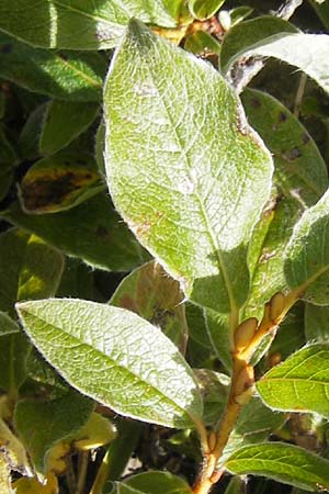 Salix pyrenaica \ Pyren&auml;en-Weide / Pyrenean Willow, E Pyren&auml;en/Pyrenees, Ordesa 23.8.2011