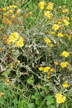Senecio gallicus ? \ Franzsisches Greiskraut / Southern Ragwort, French Groundsel, E Picos de Europa, Covadonga 7.8.2012