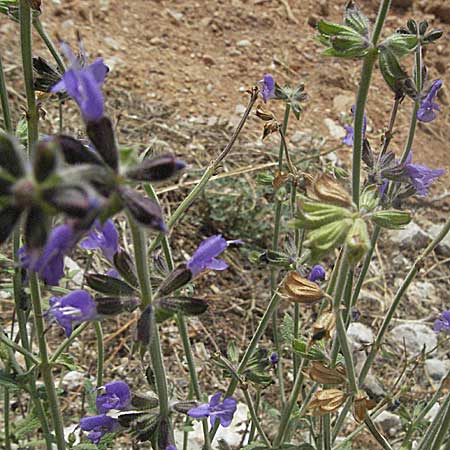 Salvia verbenaca \ Eisenkraut-Salbei / Wild Clary, E Barcelona 13.8.2006