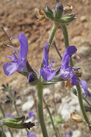 Salvia verbenaca \ Eisenkraut-Salbei / Wild Clary, E Barcelona 13.8.2006