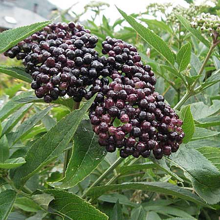 Sambucus ebulus \ Zwerg-Holunder, Attich / Dwarf Elder, E Pyrenäen/Pyrenees, Barruera in Boi - Tal / Valley 16.8.2006