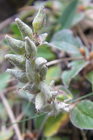 Salix pyrenaica \ Pyren&auml;en-Weide / Pyrenean Willow, E Pyren&auml;en/Pyrenees, Ordesa 23.8.2011