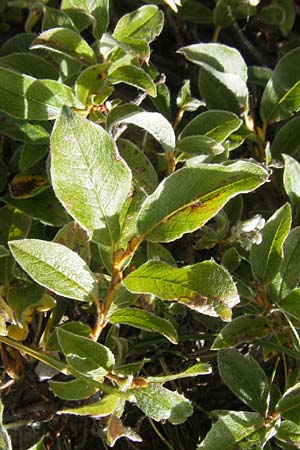 Salix pyrenaica \ Pyren&auml;en-Weide / Pyrenean Willow, E Pyren&auml;en/Pyrenees, Ordesa 23.8.2011