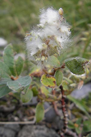 Salix pyrenaica \ Pyren&auml;en-Weide / Pyrenean Willow, E Pyren&auml;en/Pyrenees, Ordesa 23.8.2011