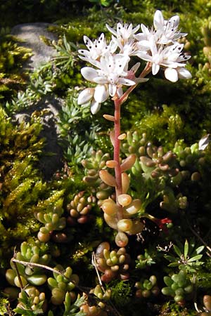 Sedum album \ Weier Mauerpfeffer / White Stonecrop, E Picos de Europa, Covadonga 7.8.2012