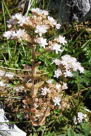Sedum album \ Weier Mauerpfeffer / White Stonecrop, E Picos de Europa, Covadonga 7.8.2012