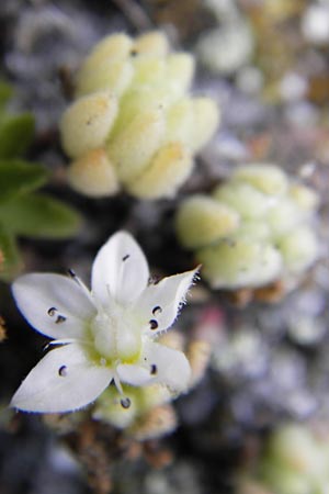 Sedum hirsutum \ Behaarter Mauerpfeffer / Hairy Stonecrop, E Picos de Europa, Carre�a 11.8.2012