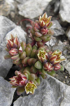 Sedum atratum \ Dunkler Mauerpfeffer / Dark Stonecrop, E Picos de Europa, Fuente De 14.8.2012
