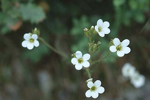 Saxifraga granulata \ Knllchen-Steinbrech / Meadow Saxifrage, E Navarra, Pamplona 7.5.2000