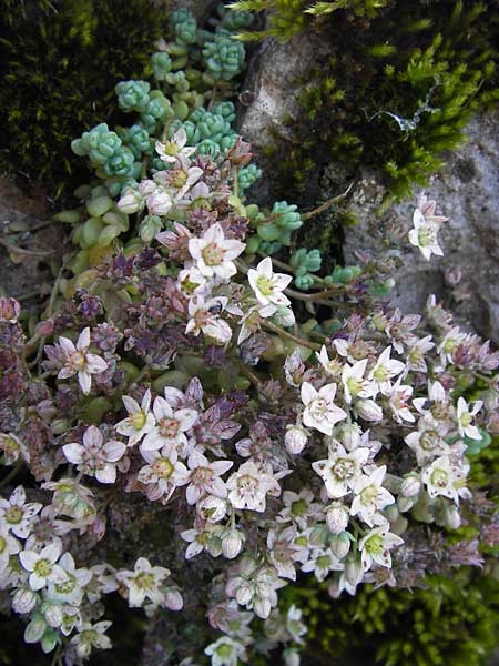 Sedum dasyphyllum \ Dickblttriger Mauerpfeffer / Corsian Stonecrop, E Picos de Europa, Covadonga 7.8.2012