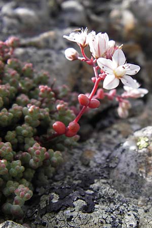Sedum brevifolium \ Kurzbl&auml;ttriger Mauerpfeffer / Short-Leaved Stonecrop, E Picos de Europa, Puerto de San Glorio 13.8.2012