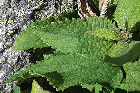 Scrophularia alpestris \ Alpine Braunwurz / Alpine Figwort, E Pyren&auml;en/Pyrenees, Caldes de Boi 18.8.2006