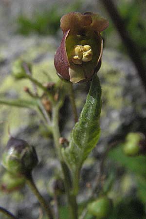 Scrophularia alpestris \ Alpine Braunwurz / Alpine Figwort, E Pyren&auml;en/Pyrenees, Caldes de Boi 18.8.2006