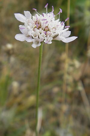 Scabiosa canescens \ Graue Skabiose, Duft-Skabiose / Fragrant Scabious, E Sangüesa 18.8.2011