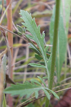 Scabiosa canescens \ Graue Skabiose, Duft-Skabiose / Fragrant Scabious, E Sangüesa 18.8.2011