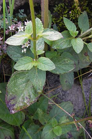 Scrophularia alpestris \ Alpine Braunwurz / Alpine Figwort, E Picos de Europa, Covadonga 7.8.2012