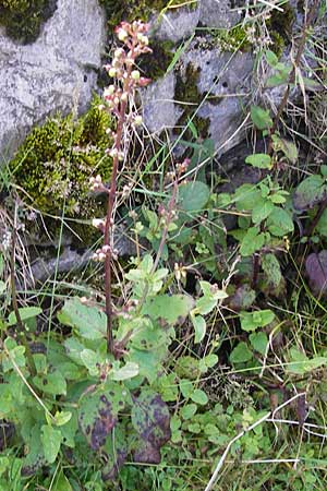 Scrophularia alpestris \ Alpine Braunwurz / Alpine Figwort, E Picos de Europa, Covadonga 7.8.2012