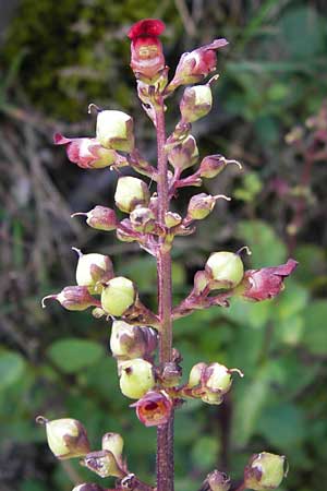 Scrophularia alpestris \ Alpine Braunwurz / Alpine Figwort, E Picos de Europa, Covadonga 7.8.2012
