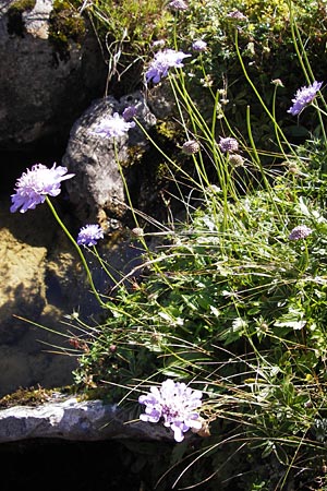 Scabiosa columbaria \ Tauben-Skabiose / Small Scabious, E Picos de Europa, Covadonga 7.8.2012
