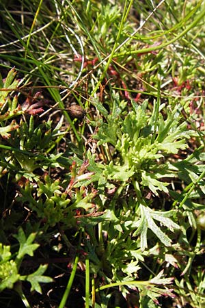 Saxifraga canaliculata \ Rinniger Moos-Steinbrech / Spanish Saxifrage, E Picos de Europa, Covadonga 7.8.2012
