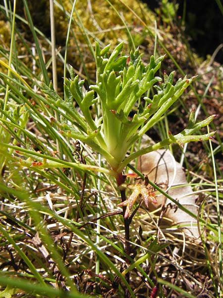 Saxifraga canaliculata \ Rinniger Moos-Steinbrech / Spanish Saxifrage, E Picos de Europa, Covadonga 7.8.2012