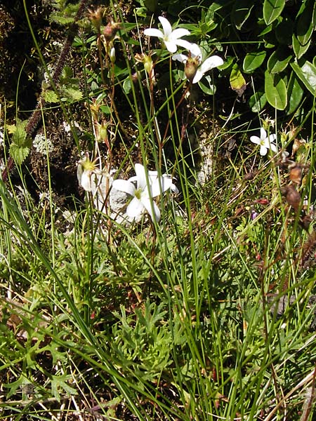 Saxifraga canaliculata \ Rinniger Moos-Steinbrech / Spanish Saxifrage, E Picos de Europa, Covadonga 7.8.2012