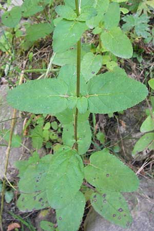 Scrophularia alpestris \ Alpine Braunwurz / Alpine Figwort, E Asturien/Asturia, Cangas de Onis 8.8.2012