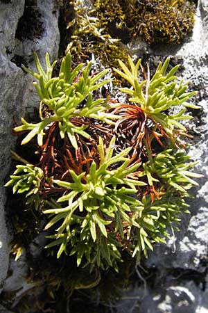 Saxifraga canaliculata \ Rinniger Moos-Steinbrech / Spanish Saxifrage, E Asturien/Asturia, Cangas de Onis 13.8.2012